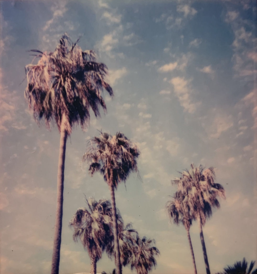 Palms in Los Angeles